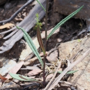 Senecio prenanthoides at Cotter River, ACT - 30 Nov 2022