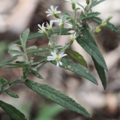 Olearia phlogopappa subsp. continentalis (Alpine Daisy Bush) at Cotter River, ACT - 30 Nov 2022 by RAllen
