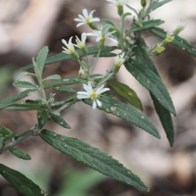 Olearia phlogopappa subsp. continentalis (Alpine Daisy Bush) at Cotter River, ACT - 30 Nov 2022 by RAllen