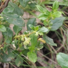 Coprosma hirtella (Currant Bush) at Cotter River, ACT - 30 Nov 2022 by RAllen