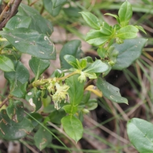 Coprosma hirtella at Cotter River, ACT - 30 Nov 2022 02:23 PM