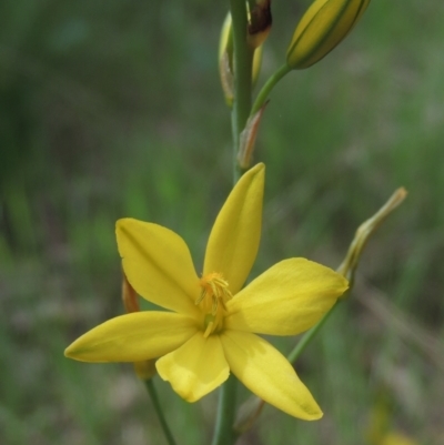 Bulbine bulbosa (Golden Lily) at Flea Bog Flat, Bruce - 30 Oct 2022 by michaelb