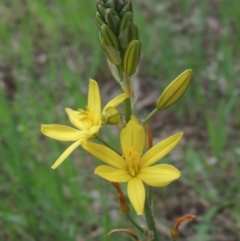 Bulbine bulbosa (Golden Lily, Bulbine Lily) at Bruce, ACT - 30 Oct 2022 by MichaelBedingfield