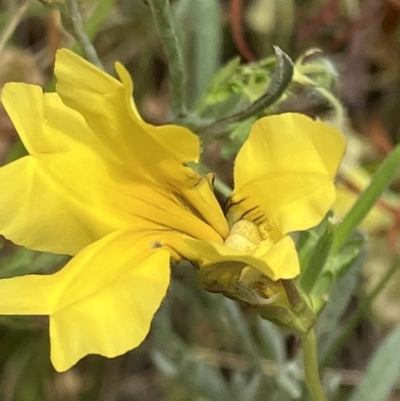 Goodenia pinnatifida (Scrambled Eggs) at Federal Golf Course - 6 Dec 2022 by KL