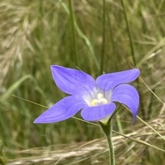 Wahlenbergia stricta subsp. stricta (Tall Bluebell) at Federal Golf Course - 6 Dec 2022 by KL