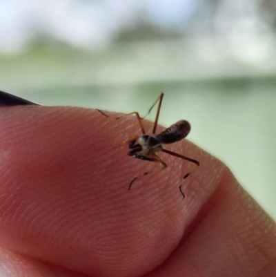 Unidentified Insect at Cook, ACT - 6 Dec 2022 by psychofairy