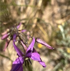 Arthropodium fimbriatum at Red Hill, ACT - 6 Dec 2022