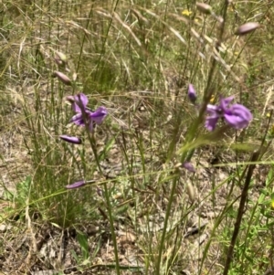 Arthropodium fimbriatum at Red Hill, ACT - 6 Dec 2022 01:13 PM