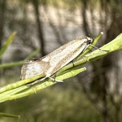 Philobota ellenella (a Concealer Moth) at Ainslie, ACT - 6 Dec 2022 by Pirom