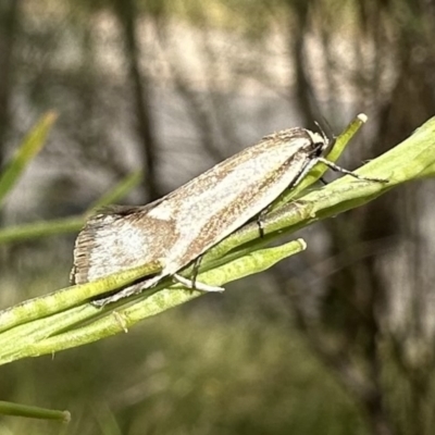 Philobota ellenella (a Concealer Moth) at Ainslie, ACT - 6 Dec 2022 by Pirom