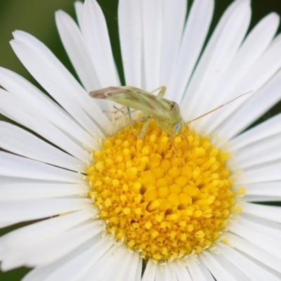 Miridae (family) (Unidentified plant bug) at Wodonga, VIC - 6 Dec 2022 by KylieWaldon