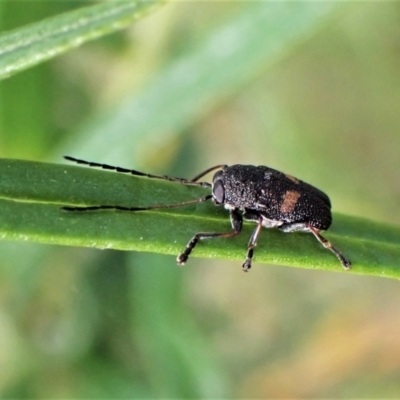 Cadmus sp. (genus) (Unidentified Cadmus leaf beetle) at Aranda Bushland - 1 Dec 2022 by CathB