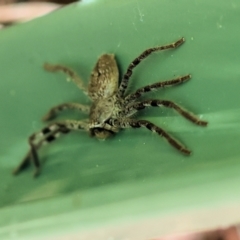 Isopedella victorialis (A huntsman spider) at Wodonga, VIC - 6 Dec 2022 by KylieWaldon