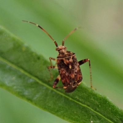 Sidnia kinbergi (Australian crop mirid) at Aranda Bushland - 1 Dec 2022 by CathB