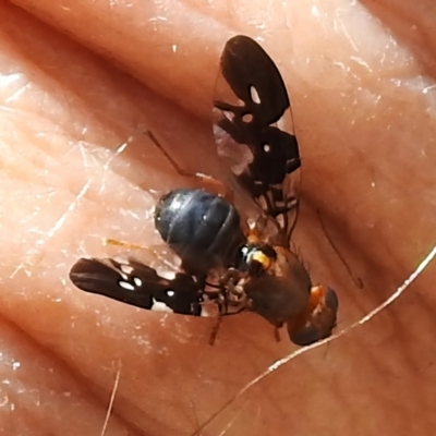Acanthonevroides sp. (genus) (Fruit fly) at Tidbinbilla Nature Reserve - 6 Dec 2022 by JohnBundock