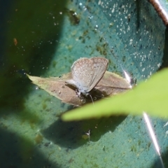 Zizina otis (Common Grass-Blue) at Wodonga, VIC - 5 Dec 2022 by KylieWaldon