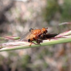 Tapeigaster argyrospila (Fungus fly) at Aranda, ACT - 21 Nov 2022 by CathB