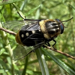 Scaptia (Scaptia) auriflua at Campbell, ACT - 6 Dec 2022 02:59 PM