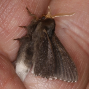 Symphyta nyctopis at O'Connor, ACT - 5 Dec 2022