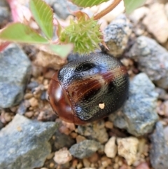 Dicranosterna immaculata (Acacia leaf beetle) at Mount Painter - 12 Nov 2022 by CathB