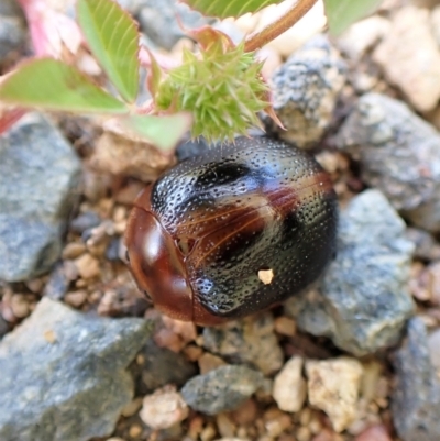 Dicranosterna immaculata (Acacia leaf beetle) at Mount Painter - 12 Nov 2022 by CathB