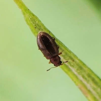 Corticariinae (subfamily) (Mould beetle, minute brown scavenger beetle) at Molonglo Valley, ACT - 1 Dec 2022 by CathB