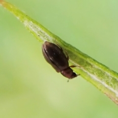 Corticariinae (subfamily) at Molonglo Valley, ACT - 1 Dec 2022