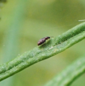 Corticariinae (subfamily) at Molonglo Valley, ACT - 1 Dec 2022