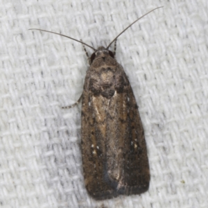 Athetis tenuis at O'Connor, ACT - 5 Dec 2022 11:20 PM