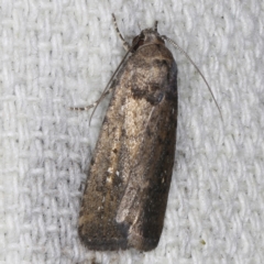 Athetis tenuis at O'Connor, ACT - 5 Dec 2022 11:20 PM