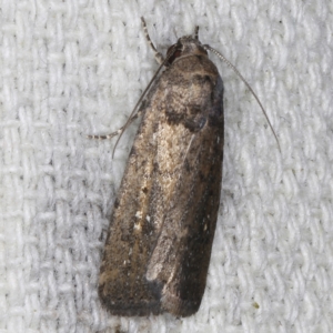 Athetis tenuis at O'Connor, ACT - 5 Dec 2022 11:20 PM