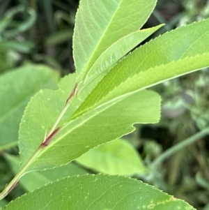 Prunus serotina at Cook, ACT - 6 Dec 2022