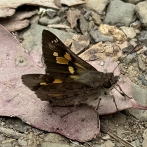 Trapezites phigalioides at Ainslie, ACT - 6 Dec 2022