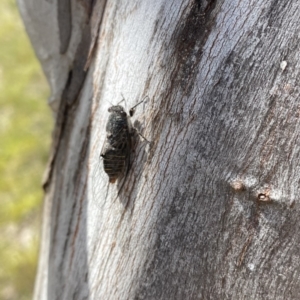 Atrapsalta furcilla at Throsby, ACT - 6 Dec 2022