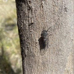 Atrapsalta furcilla at Throsby, ACT - 6 Dec 2022