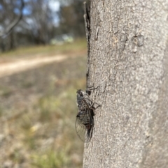 Atrapsalta furcilla at Throsby, ACT - 6 Dec 2022