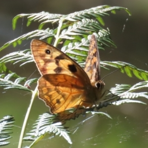 Heteronympha penelope at Paddys River, ACT - 22 Feb 2021 11:18 AM