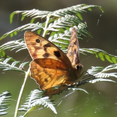 Heteronympha penelope (Shouldered Brown) at Paddys River, ACT - 22 Feb 2021 by owenh