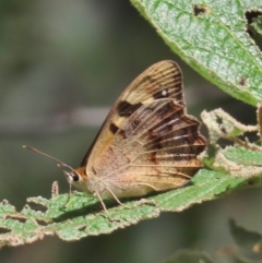 Heteronympha banksii (Banks' Brown) at Paddys River, ACT - 22 Feb 2021 by owenh