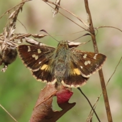 Dispar compacta (Barred Skipper) at Paddys River, ACT - 15 Feb 2022 by owenh