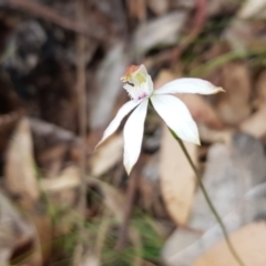 Caladenia moschata (Musky Caps) at Cotter River, ACT - 6 Dec 2022 by BethanyDunne