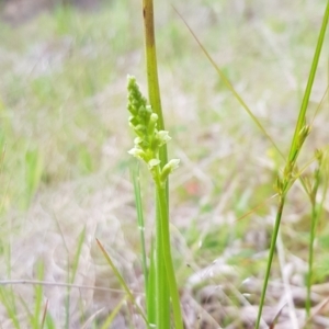 Microtis sp. at Tennent, ACT - 6 Dec 2022