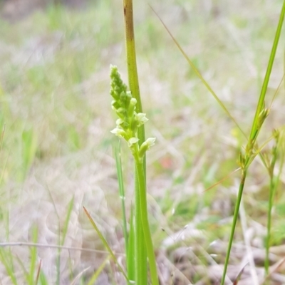 Microtis sp. (Onion Orchid) at Tennent, ACT - 6 Dec 2022 by BethanyDunne