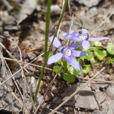 Isotoma fluviatilis subsp. australis (Swamp Isotome) at Stromlo, ACT - 6 Dec 2022 by JaneCarter