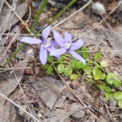 Isotoma fluviatilis subsp. australis at Stromlo, ACT - 6 Dec 2022