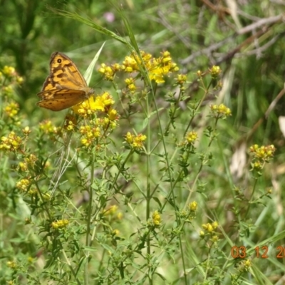 Heteronympha merope (Common Brown Butterfly) at Wallaroo, NSW - 3 Dec 2022 by GirtsO