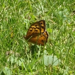 Heteronympha merope (Common Brown Butterfly) at Acton, ACT - 5 Dec 2022 by GirtsO