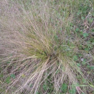 Nassella trichotoma at Conder, ACT - 1 Dec 2022