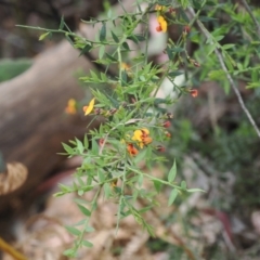 Daviesia ulicifolia subsp. ruscifolia at Cotter River, ACT - 30 Nov 2022 03:21 PM