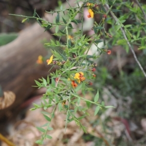 Daviesia ulicifolia subsp. ruscifolia at Cotter River, ACT - 30 Nov 2022 03:21 PM